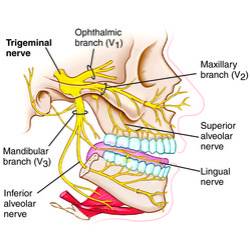 Trigeminal nerve